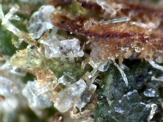 Brix Weed Brix Weed