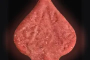 Таблетки Pica (Ecstasy / MDMA)