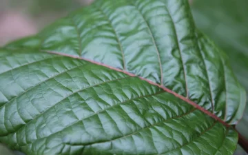 Зелений лист кратому, Mitragyna speciosa, крупним планом