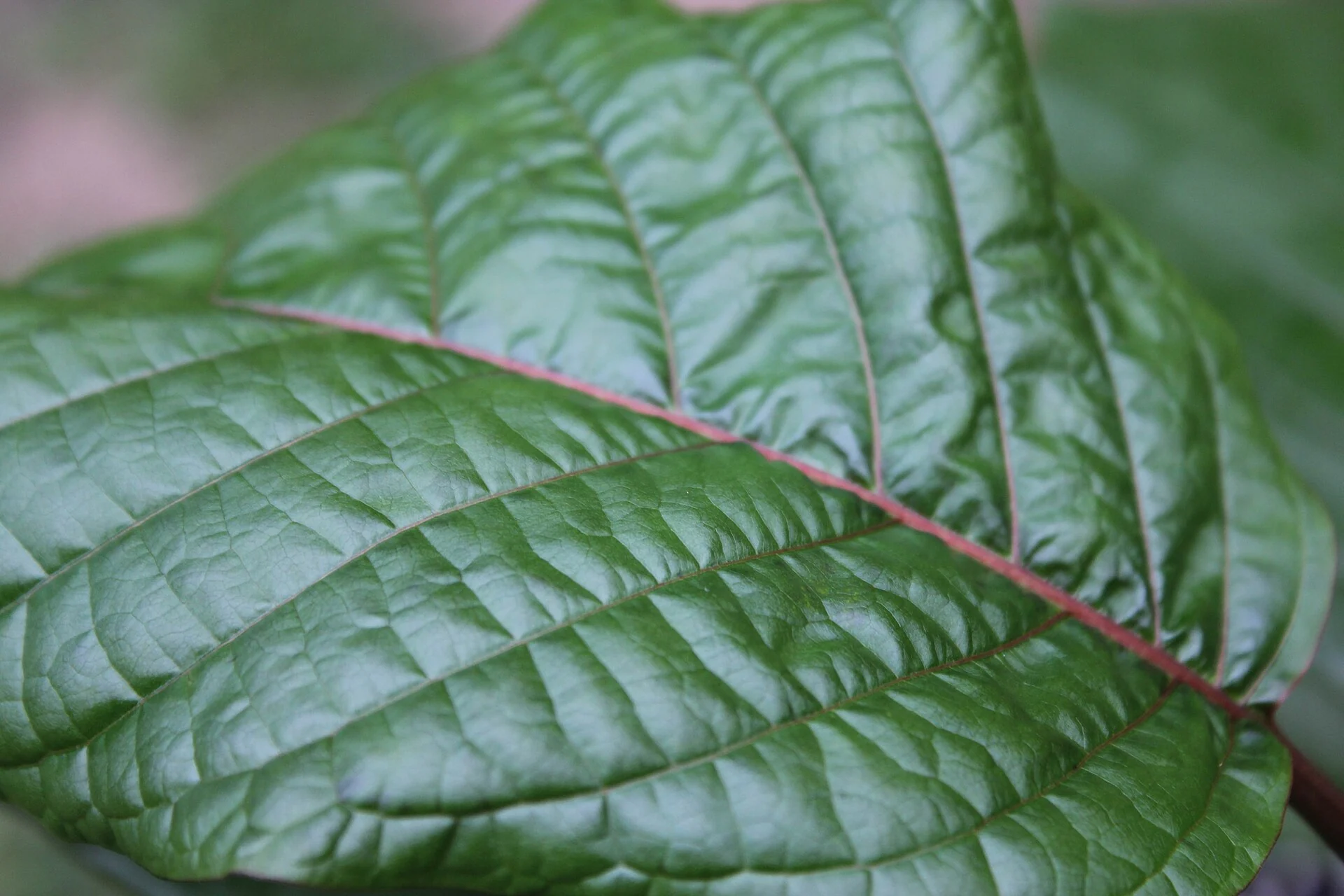 Зелений лист кратому, Mitragyna speciosa, крупним планом