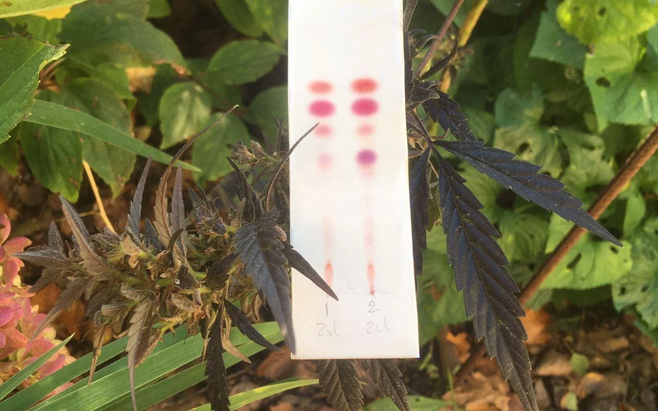 Як тестувати THC і CBD?