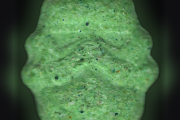 Таблетки Stormtrooper (Ecstasy / MDMA)